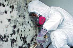 mold removal